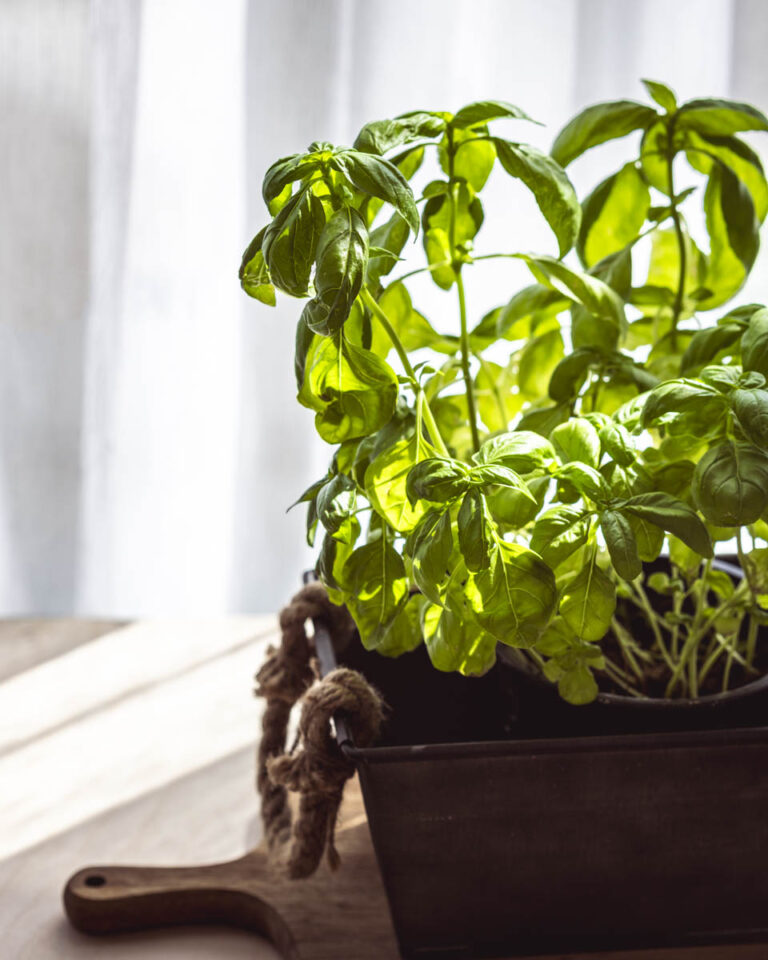 Basil In Game Camera Best Camera Angles for Food Photography & Shooting Tips - FoodyWise